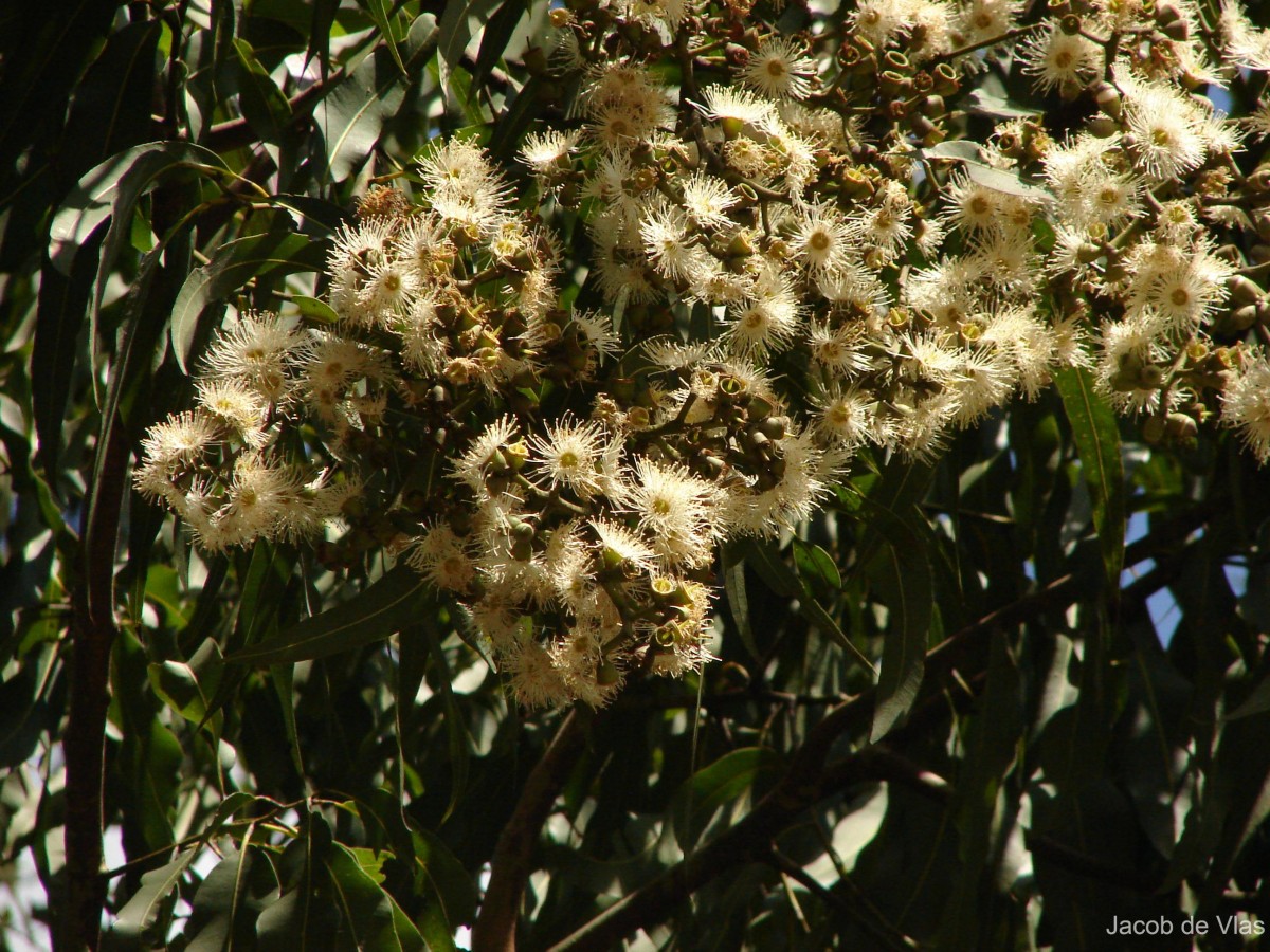 Corymbia maculata (Hook.) K.D.Hill & L.A.S.Johnson